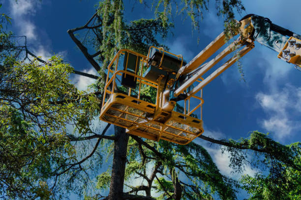 Best Tree Trimming and Pruning  in Tanaina, AK